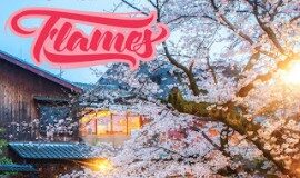 Nuovo singolo per Flames