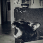 “Testarossa”: l’album d’esordio dei MEO