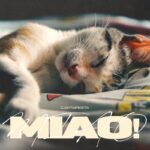 Cartapesta pubblica il nuovo singolo dal titolo “Miao!”