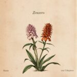 “Zenzero” è la hit autunnale di Dente