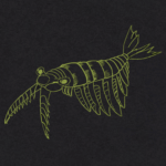 “Anomalocaris”: il nuovo singolo dei Tramontana