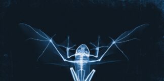 “PELLEOSSA”: il nuovo singolo di Sidstopia feat. DJ Nersone