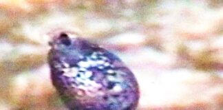 Brucherò nei pascoli: “UMANA” è il nuovo album