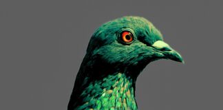 I Boban tornano con “Volatile”