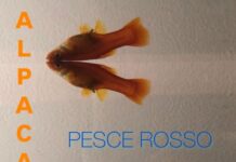 Alpaca torna con “Pesce Rosso”