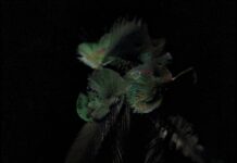 MURR-MA: “Hummingbird” è il singolo d’esordio